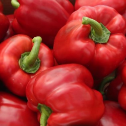 Papryka Maximinus F1 500 nasion st